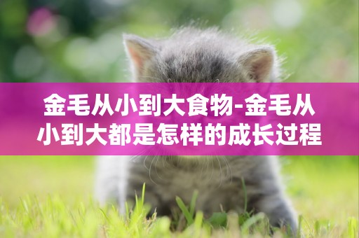 金毛從小到大食物-金毛從小到大都是怎樣的成長過程？