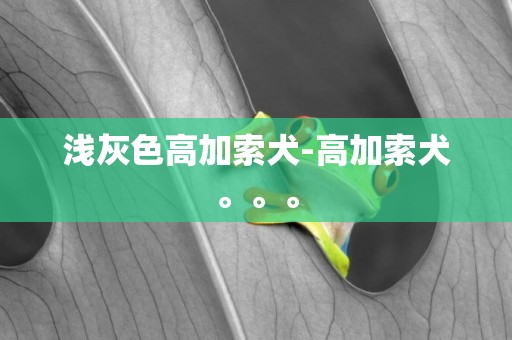 淺灰色高加索犬-高加索犬。。。