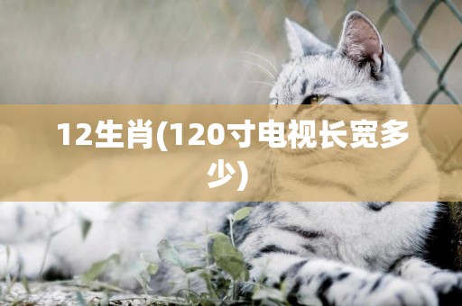 12生肖(120寸電視長寬多少) 