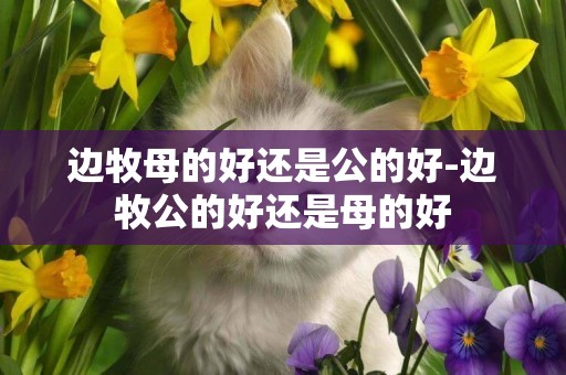邊牧母的好還是公的好-邊牧公的好還是母的好