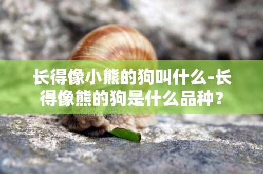 長得像小熊的狗叫什么-長得像熊的狗是什么品種？