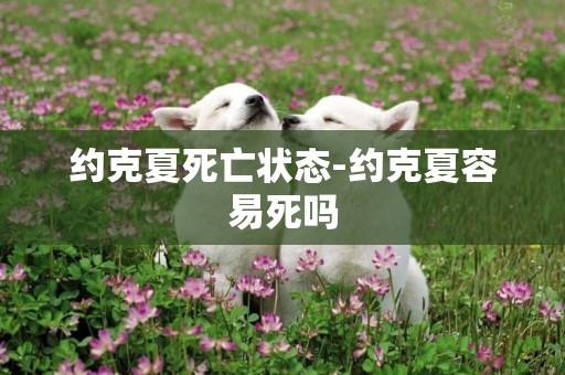 約克夏死亡狀態-約克夏容易死嗎
