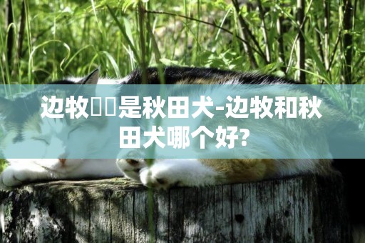 邊牧貴還是秋田犬-邊牧和秋田犬哪個好?