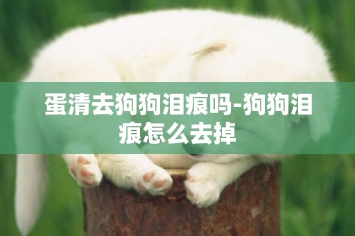 蛋清去狗狗淚痕嗎-狗狗淚痕怎么去掉
