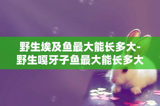 野生埃及魚最大能長多大-野生嘎牙子魚最大能長多大