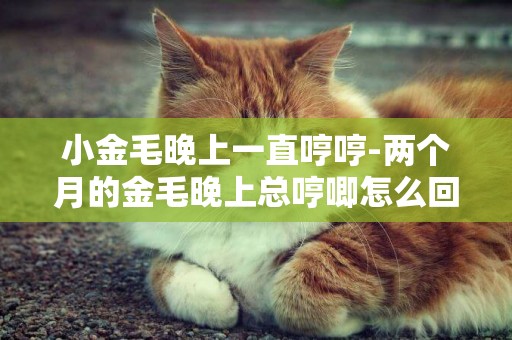小金毛晚上一直哼哼-兩個月的金毛晚上總哼唧怎么回事