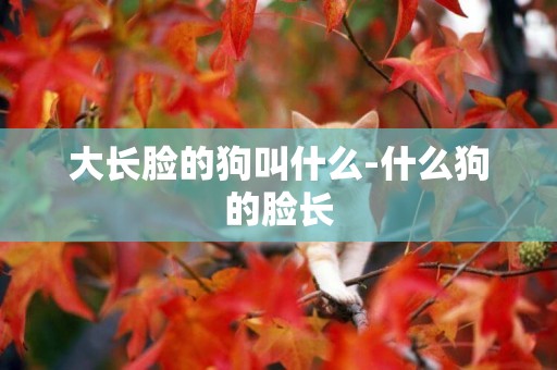 大長臉的狗叫什么-什么狗的臉長