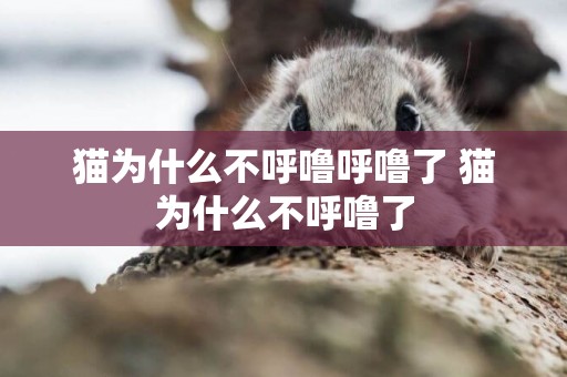 貓為什么不呼嚕呼嚕了 貓為什么不呼嚕了