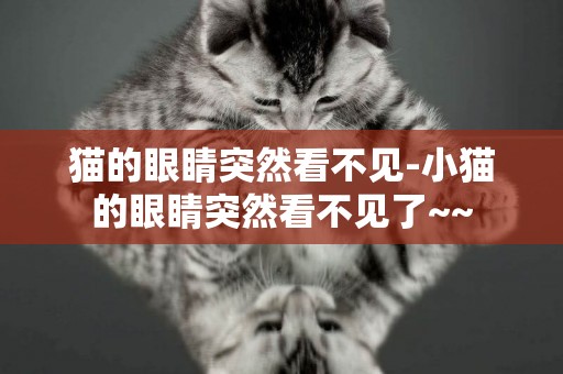 貓的眼睛突然看不見-小貓的眼睛突然看不見了~~