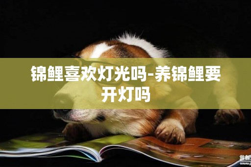 錦鯉喜歡燈光嗎-養錦鯉要開燈嗎