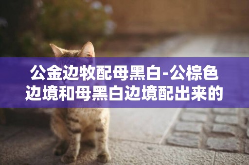 公金邊牧配母黑白-公棕色邊境和母黑白邊境配出來的有百分之幾的可能配出棕色小狗？還有棕色邊境的圖