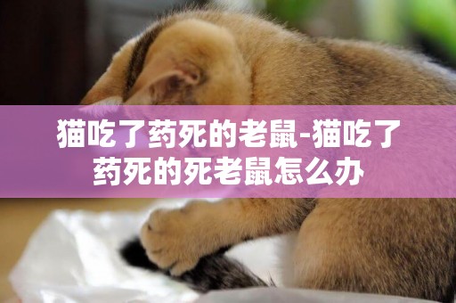 貓吃了藥死的老鼠-貓吃了藥死的死老鼠怎么辦