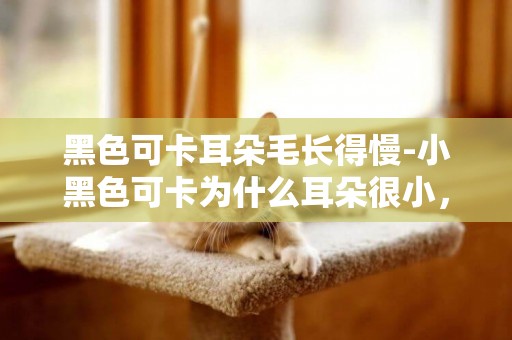 黑色可卡耳朵毛長得慢-小黑色可卡為什么耳朵很小，可卡的耳朵不是很大很長的嗎？我買來的怎么像家里小土狗