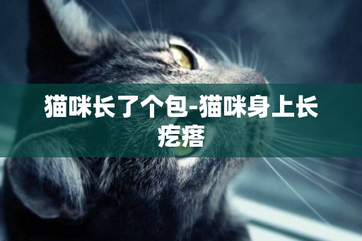 貓咪長了個包-貓咪身上長疙瘩