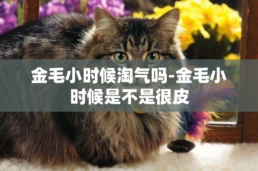 金毛小時候淘氣嗎-金毛小時候是不是很皮