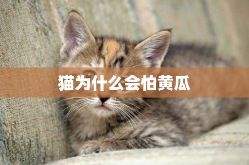 貓為什么會怕黃瓜