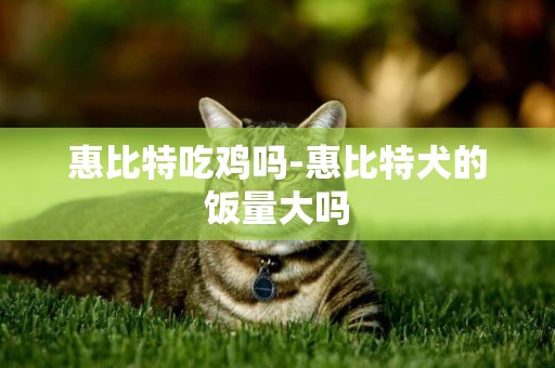 惠比特吃雞嗎-惠比特犬的飯量大嗎