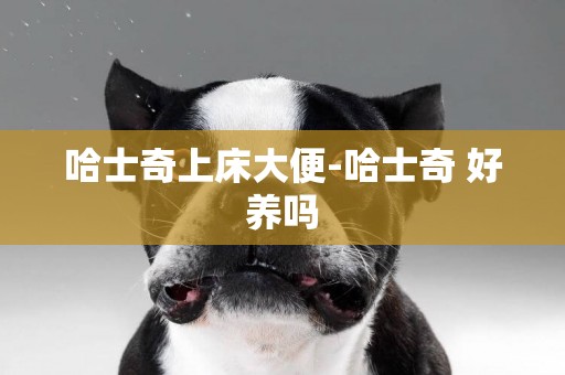 哈士奇上床大便-哈士奇 好養嗎