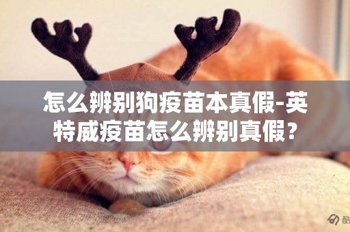 怎么辨別狗疫苗本真假-英特威疫苗怎么辨別真假？