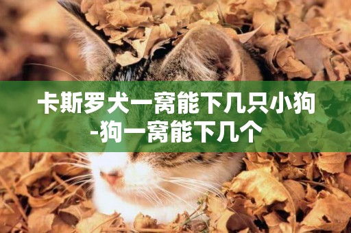 卡斯羅犬一窩能下幾只小狗-狗一窩能下幾個