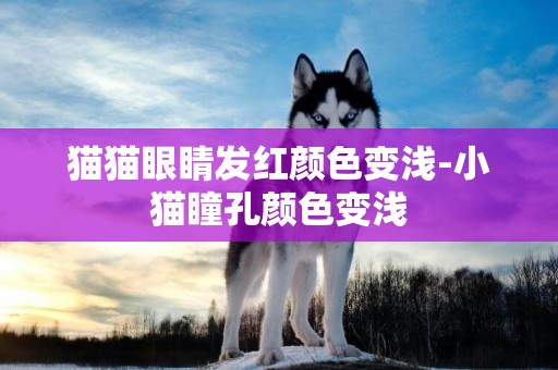 貓貓眼睛發紅顏色變淺-小貓瞳孔顏色變淺