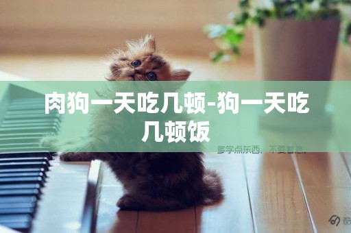 肉狗一天吃幾頓-狗一天吃幾頓飯