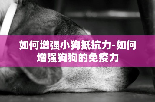 如何增強小狗抵抗力-如何增強狗狗的免疫力