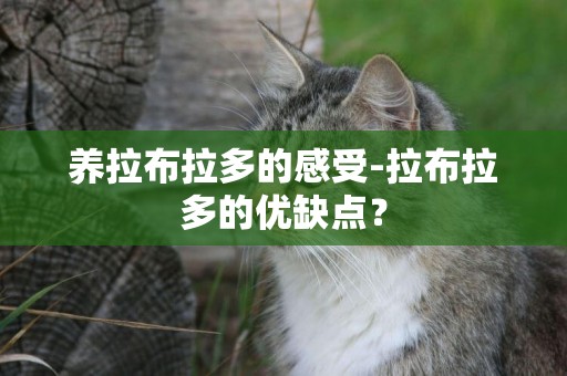養拉布拉多的感受-拉布拉多的優缺點？