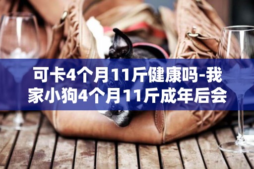 可卡4個月11斤健康嗎-我家小狗4個月11斤成年后會有幾斤