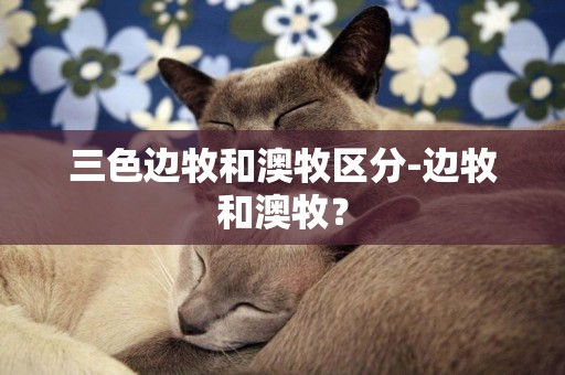 三色邊牧和澳牧區分-邊牧和澳牧？