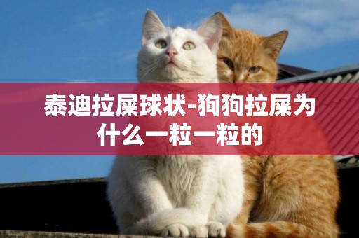 泰迪拉屎球狀-狗狗拉屎為什么一粒一粒的