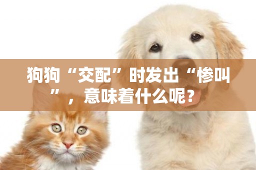 狗狗“交配”時發出“慘叫”，意味著什么呢？ 