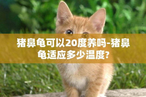 豬鼻龜可以20度養嗎-豬鼻龜適應多少溫度?