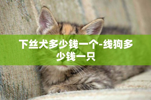 下絲犬多少錢一個-線狗多少錢一只