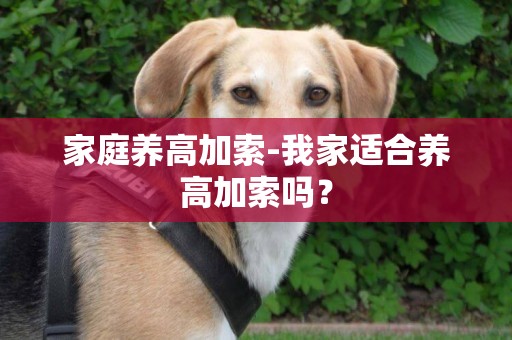 家庭養高加索-我家適合養高加索嗎？
