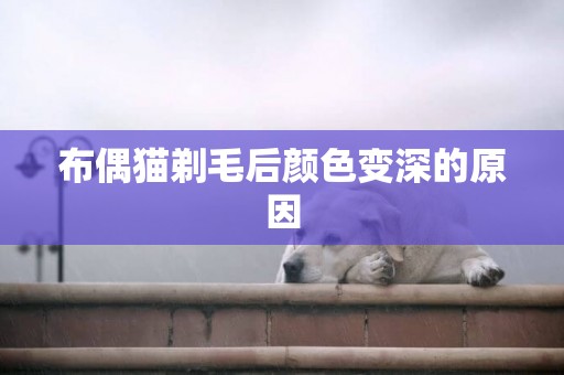 布偶貓剃毛后顏色變深的原因