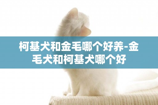 柯基犬和金毛哪個好養-金毛犬和柯基犬哪個好