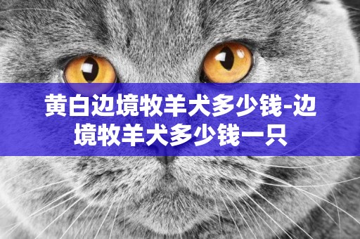 黃白邊境牧羊犬多少錢-邊境牧羊犬多少錢一只