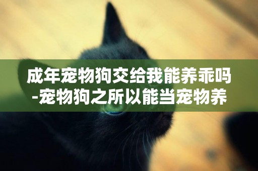 成年寵物狗交給我能養乖嗎-寵物狗之所以能當寵物養，是有什么特別之處嗎？