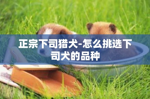 正宗下司獵犬-怎么挑選下司犬的品種