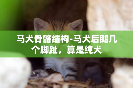 馬犬骨骼結構-馬犬后腿幾個腳趾，算是純犬