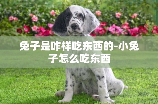 兔子是咋樣吃東西的-小兔子怎么吃東西