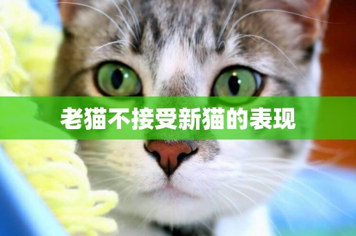 老貓不接受新貓的表現