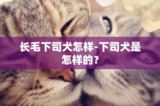 長毛下司犬怎樣-下司犬是怎樣的？