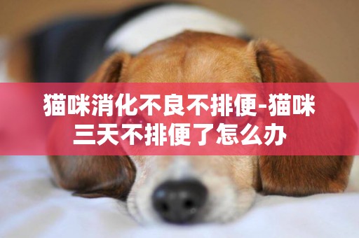 貓咪消化不良不排便-貓咪三天不排便了怎么辦