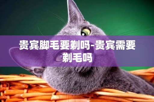 貴賓腳毛要剃嗎-貴賓需要剃毛嗎