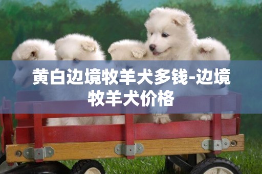 黃白邊境牧羊犬多錢-邊境牧羊犬價格