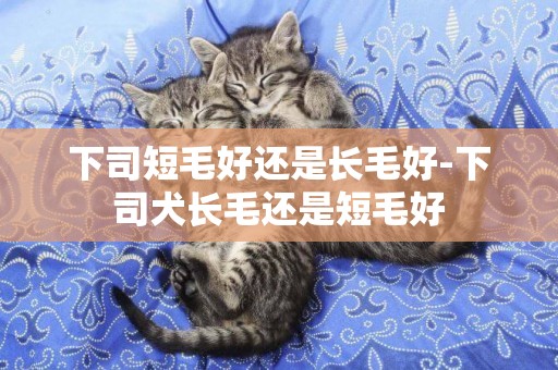 下司短毛好還是長毛好-下司犬長毛還是短毛好