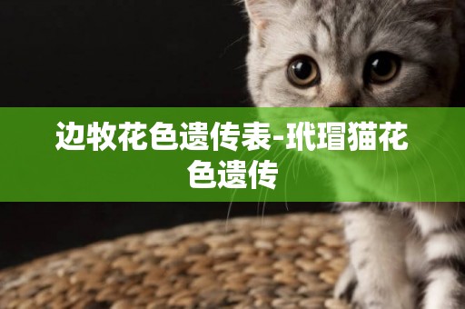 邊牧花色遺傳表-玳瑁貓花色遺傳