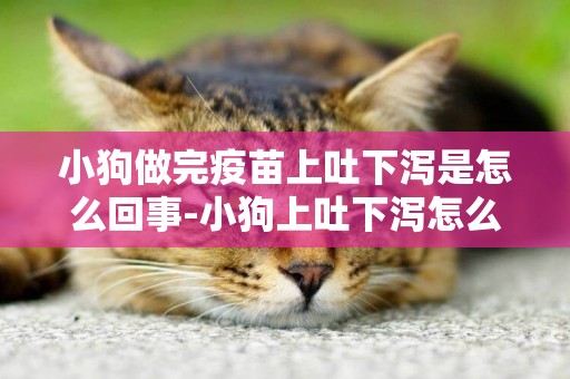小狗做完疫苗上吐下瀉是怎么回事-小狗上吐下瀉怎么辦?